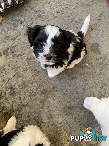 Maltese Shih Tzu