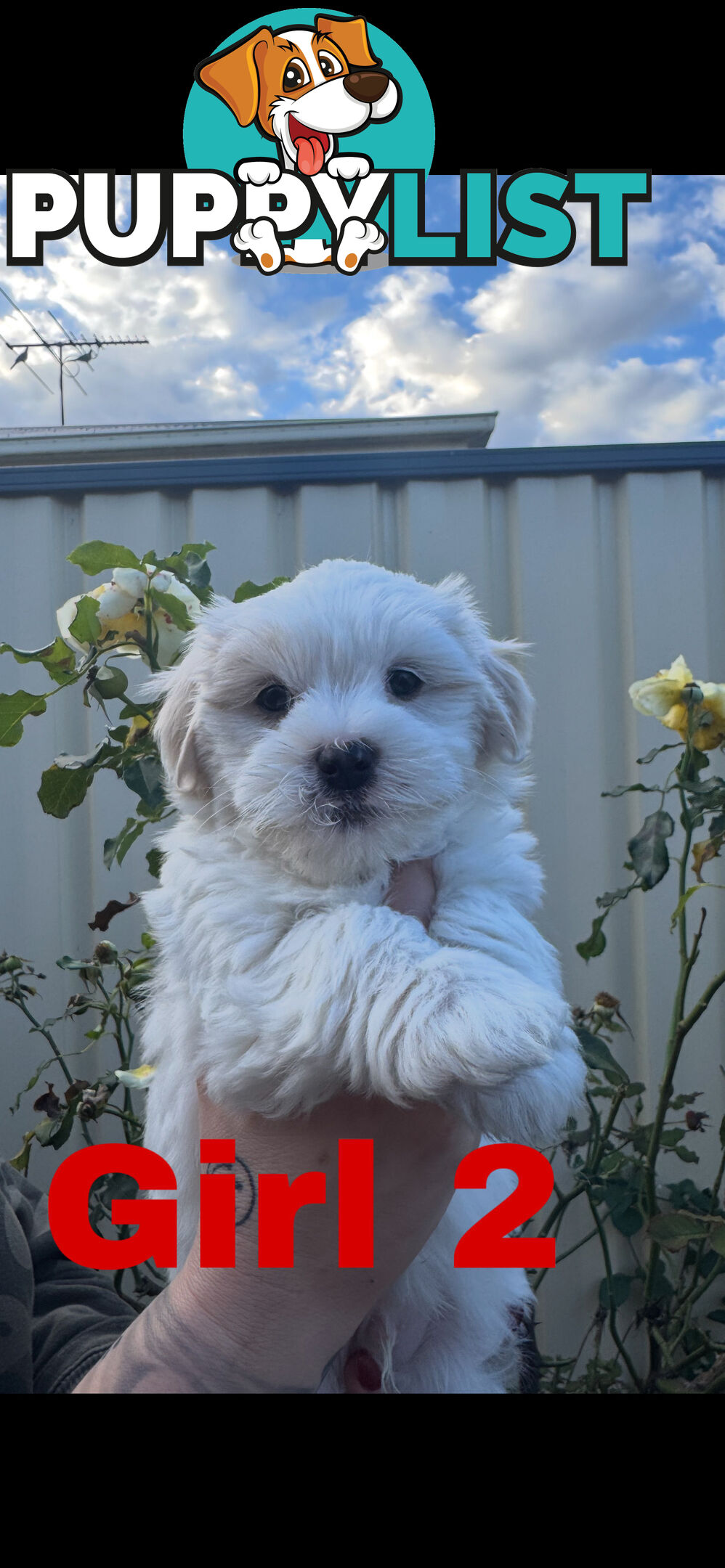 Maltese Shih Tzu