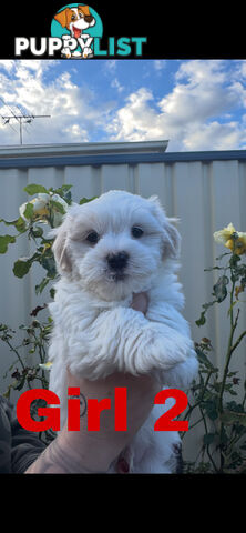 Maltese Shih Tzu
