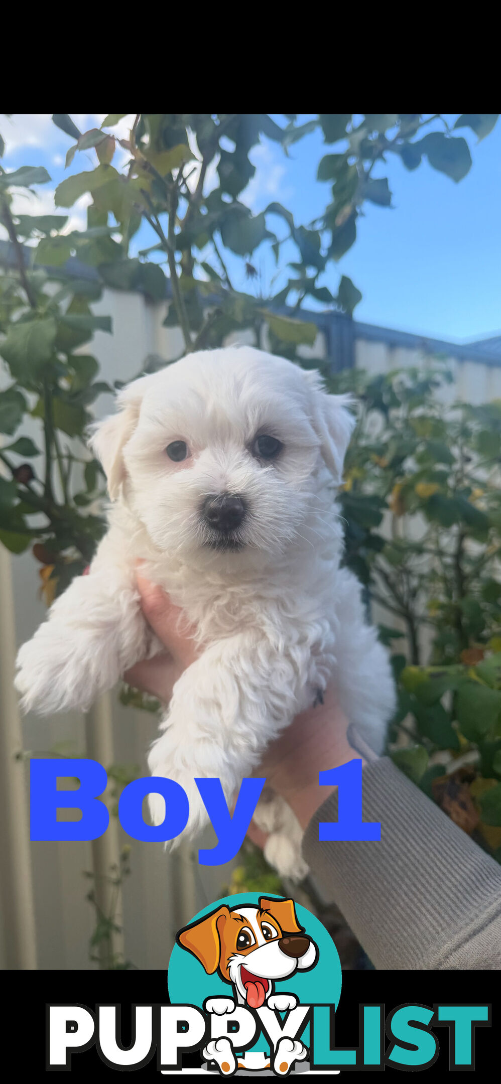 Maltese Shih Tzu
