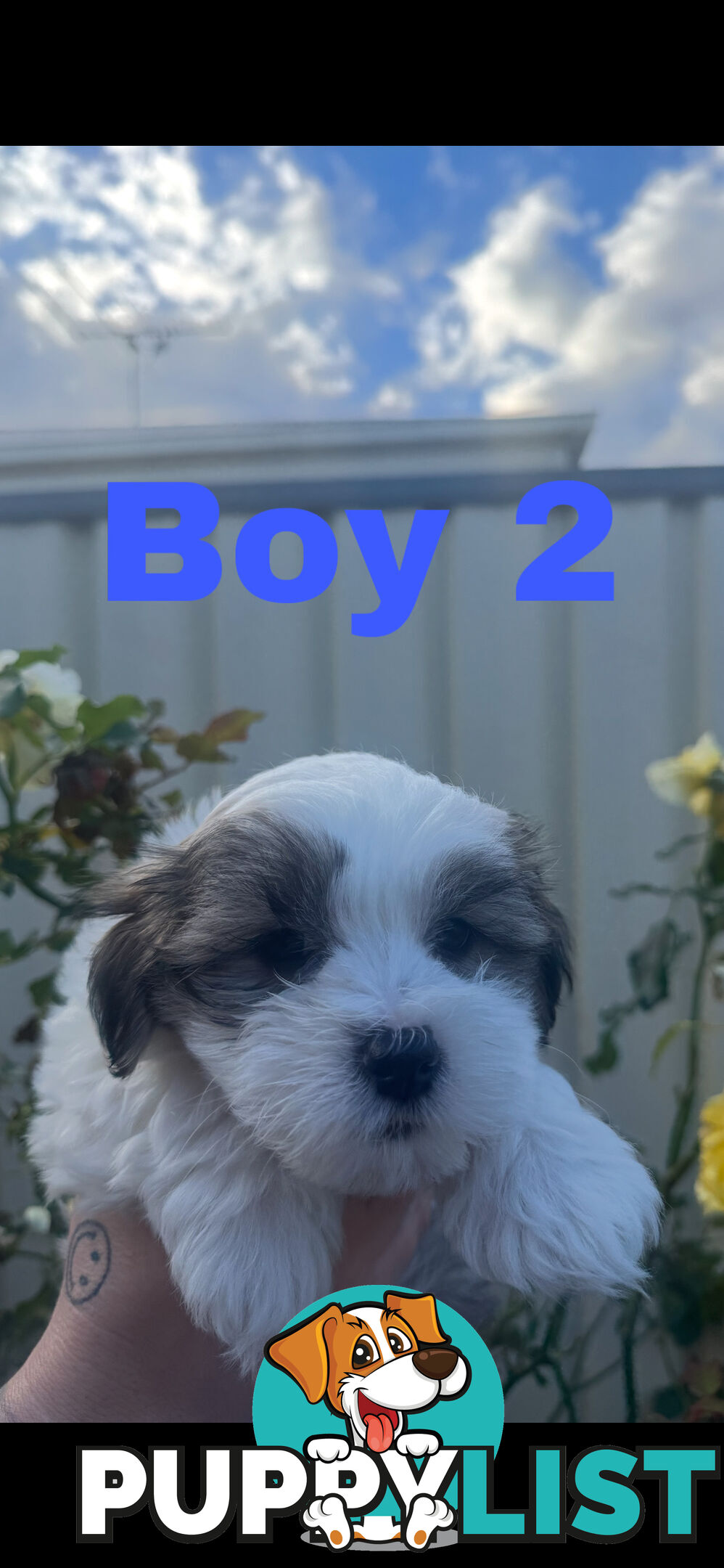 Maltese Shih Tzu