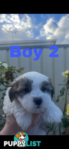 Maltese Shih Tzu