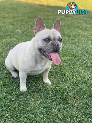 French Bulldog puppies