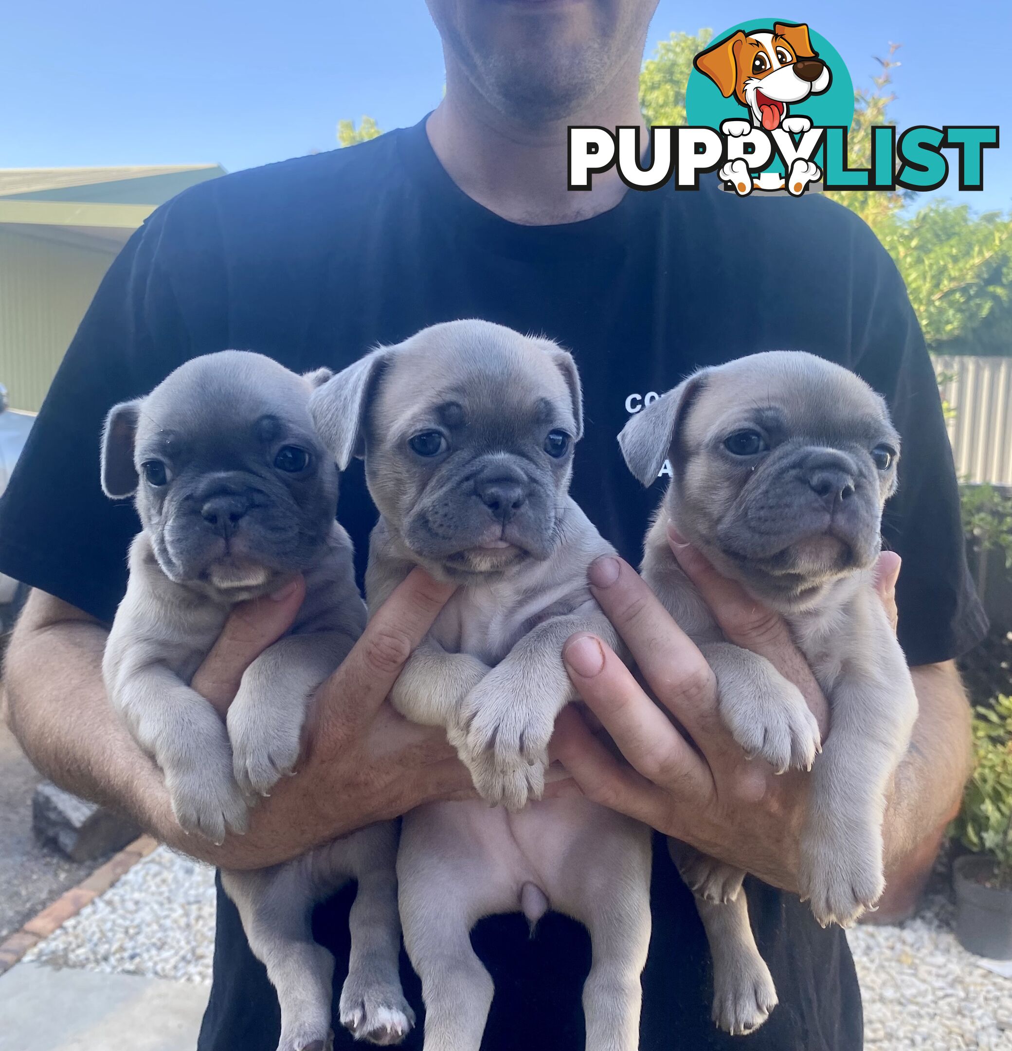 French Bulldog puppies