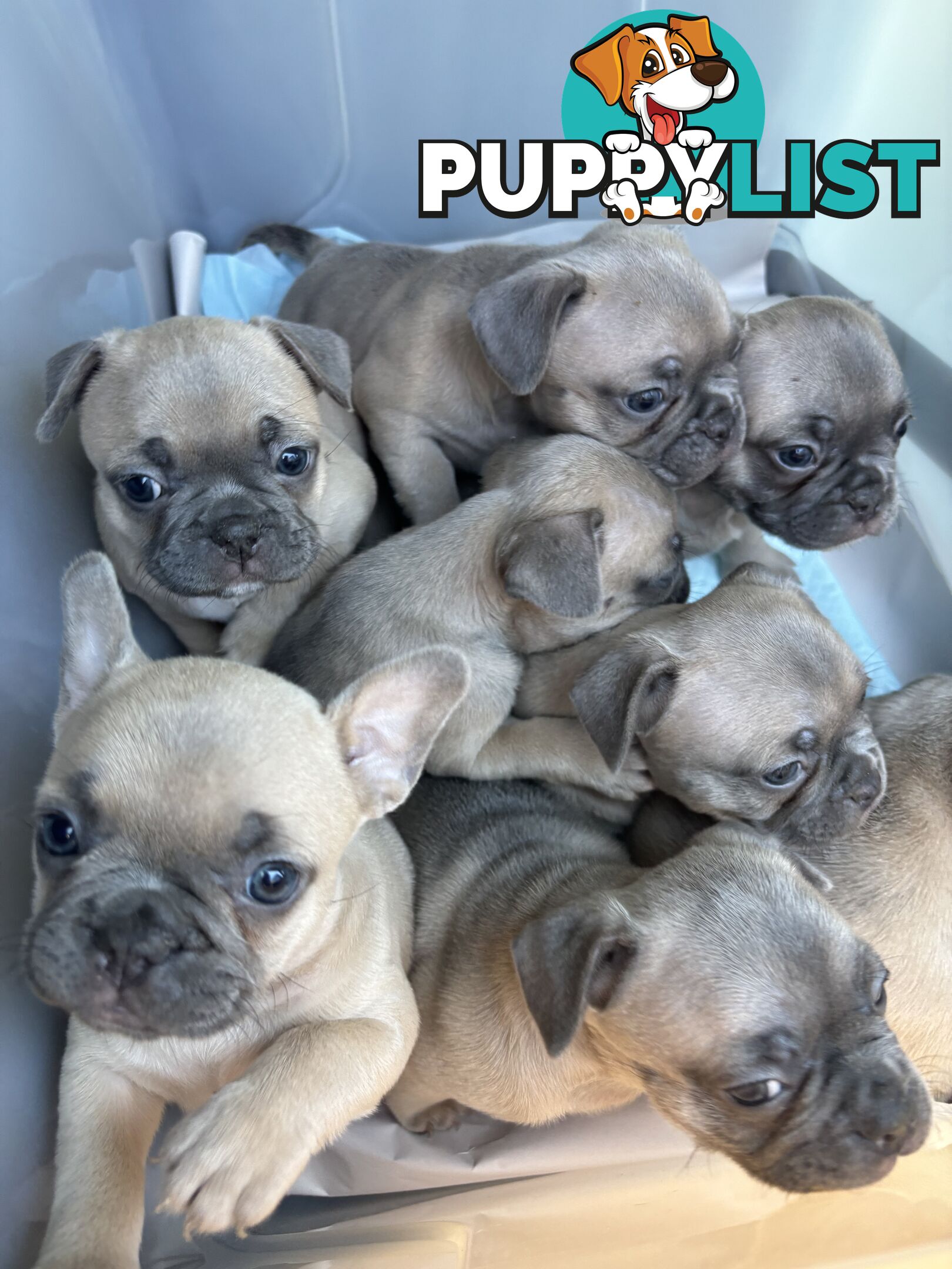 French Bulldog puppies