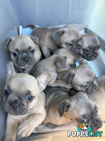 French Bulldog puppies