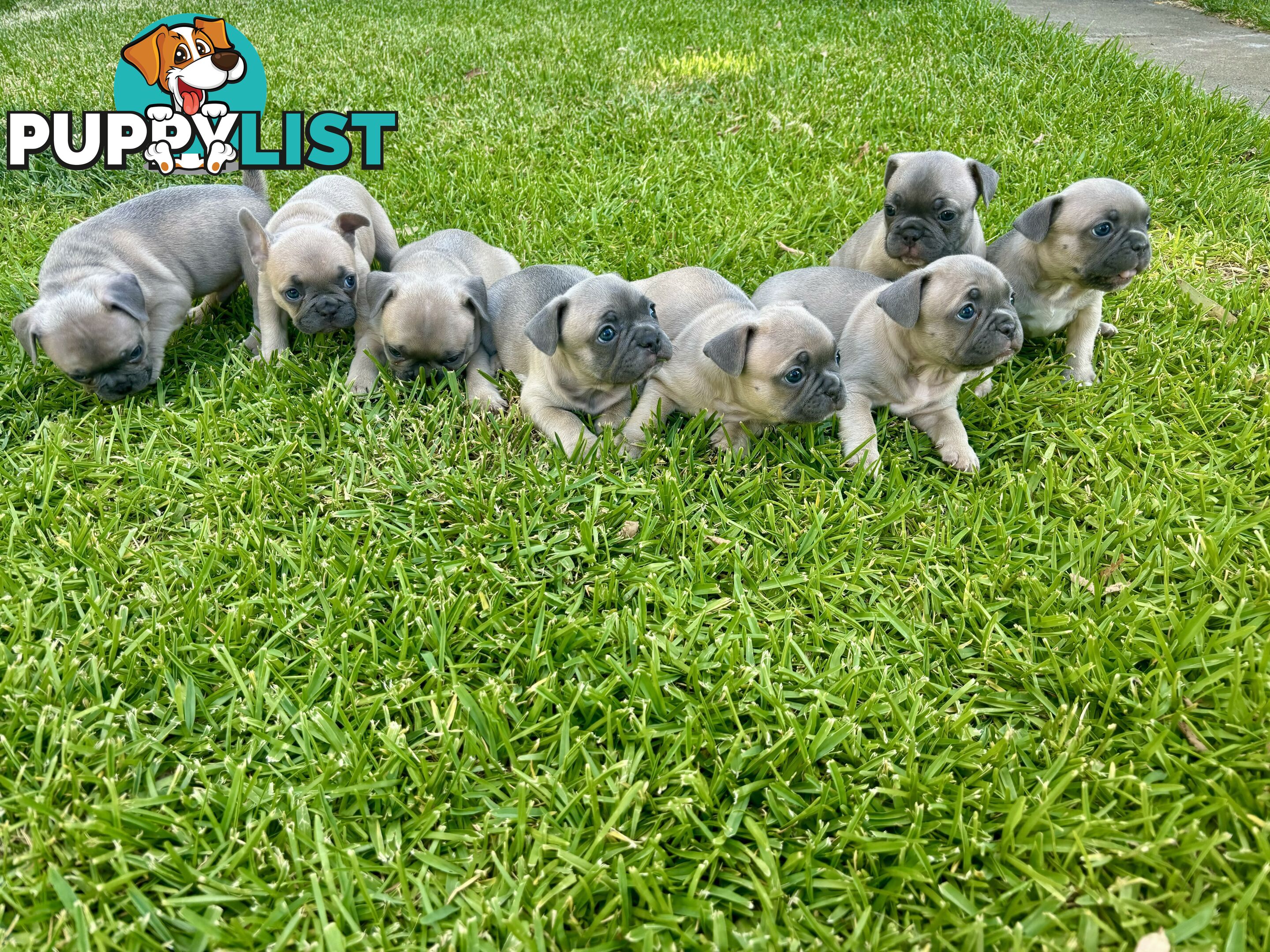 French Bulldog puppies