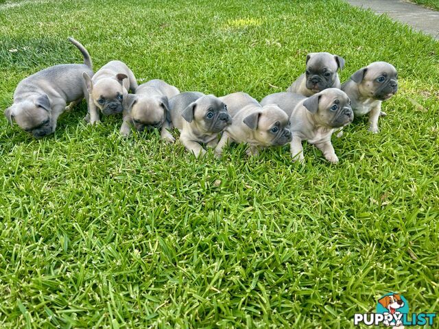 French Bulldog puppies