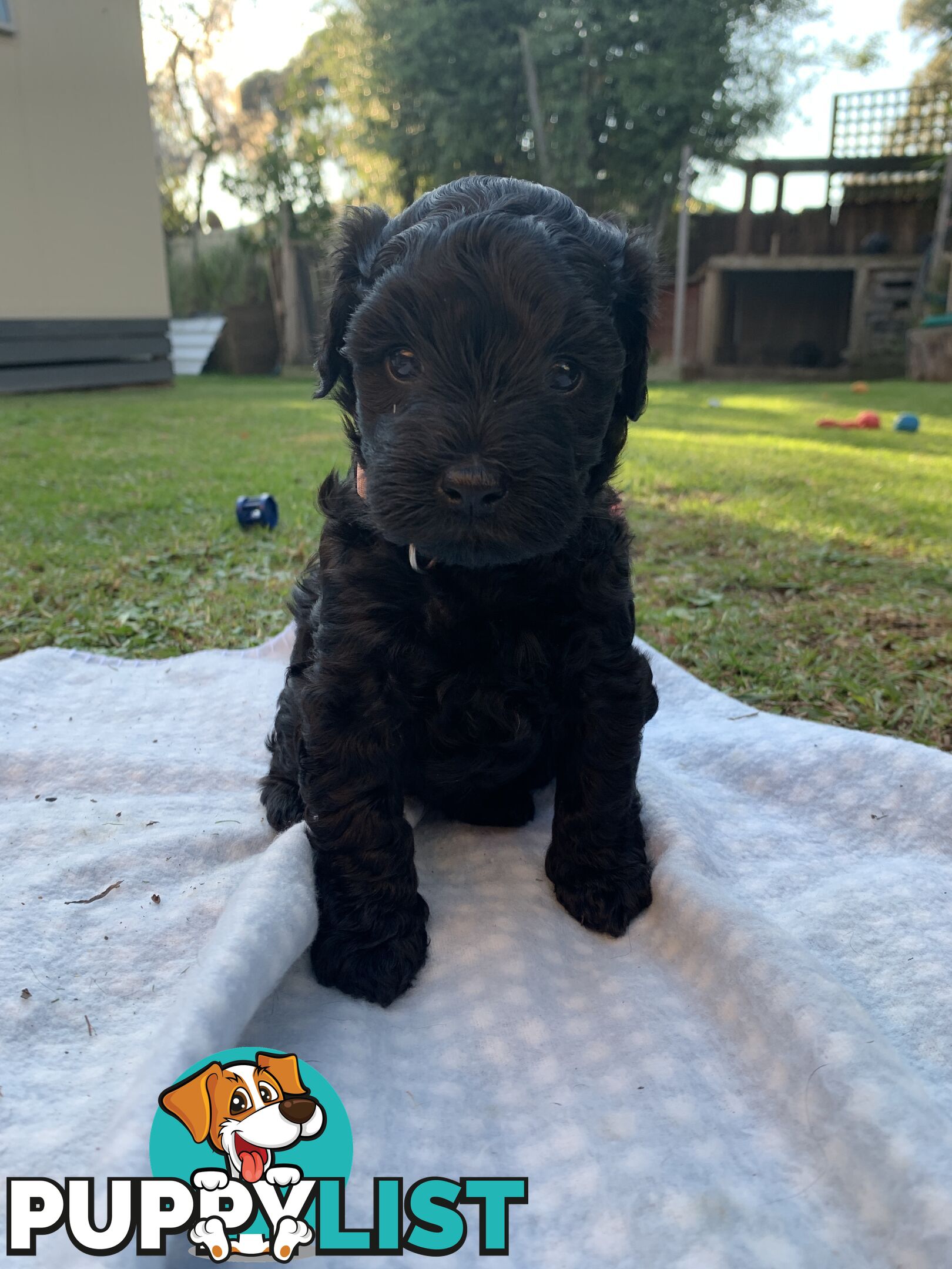 Miniature Schnoodle puppy