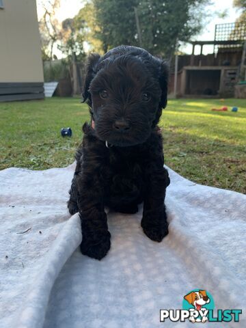 Miniature Schnoodle puppy