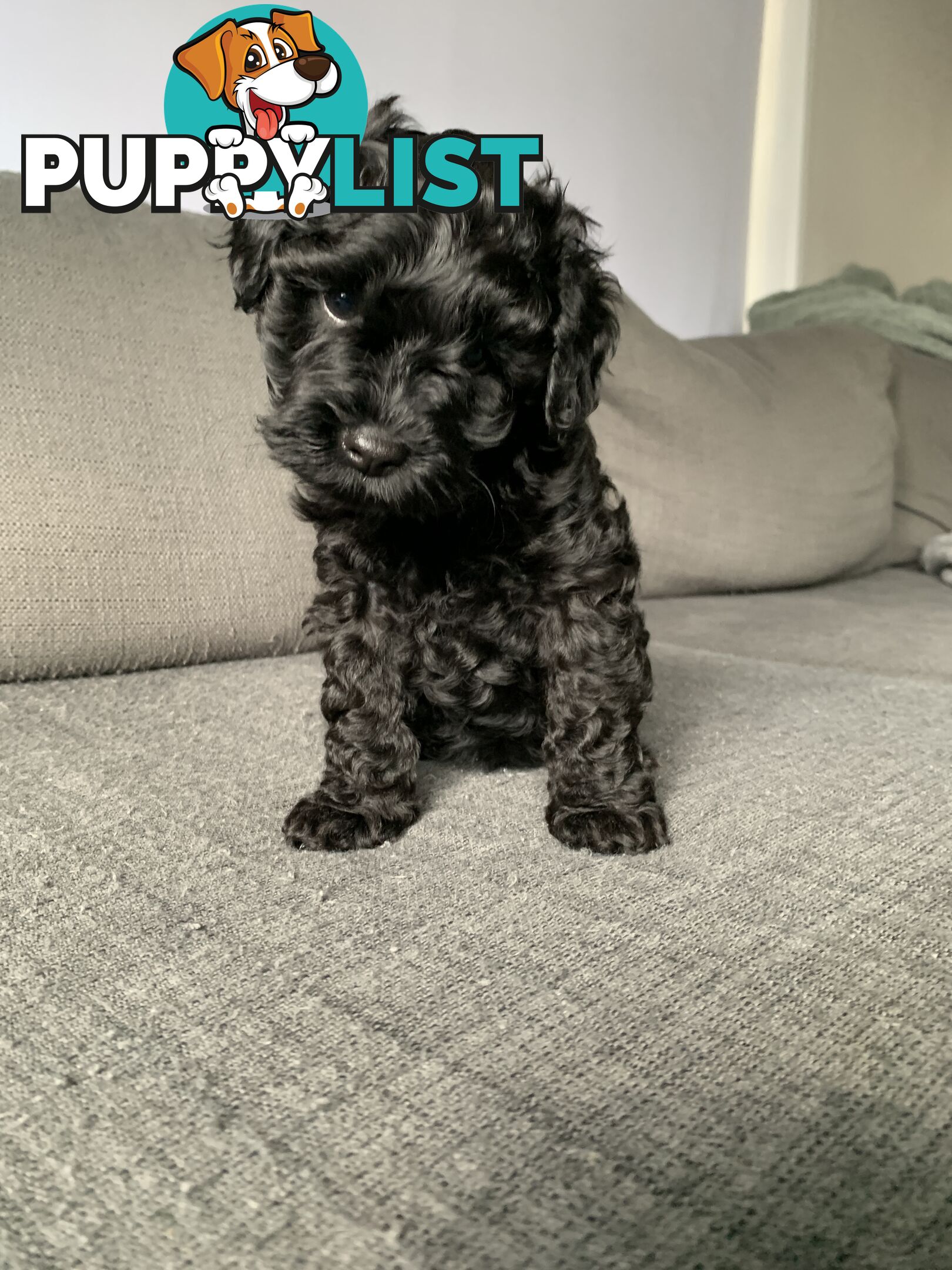 Miniature Schnoodle puppy