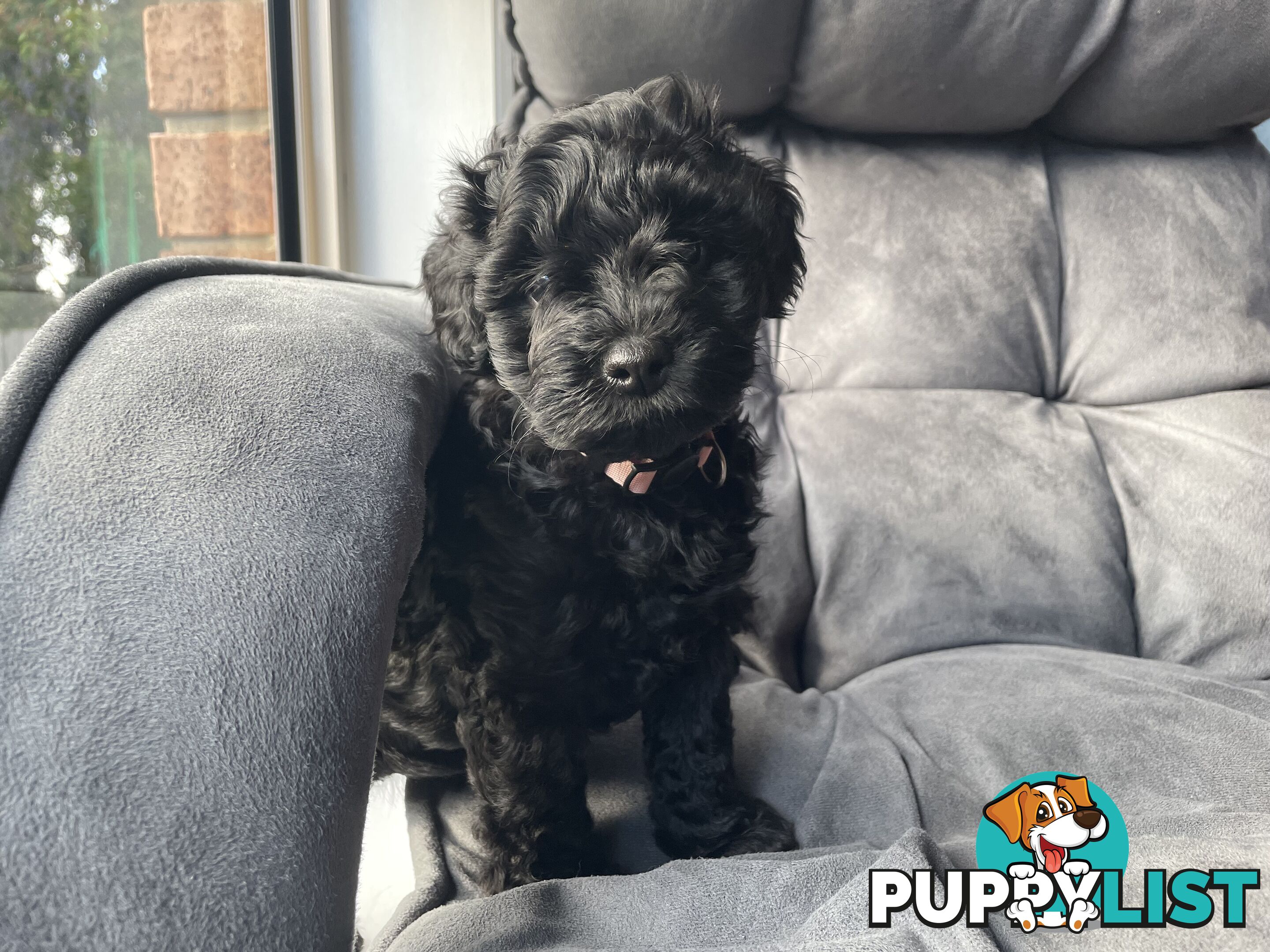 Miniature Schnoodle puppy
