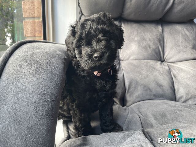 Miniature Schnoodle puppy