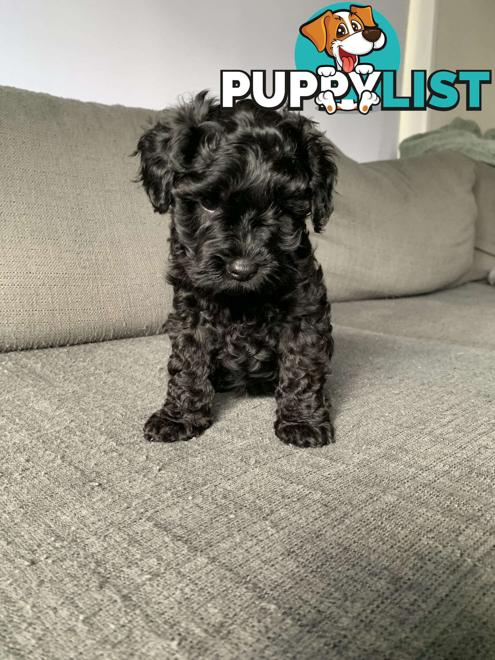 Miniature Schnoodle puppy