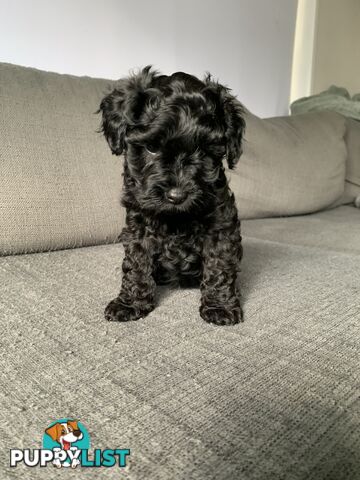 Miniature Schnoodle puppy
