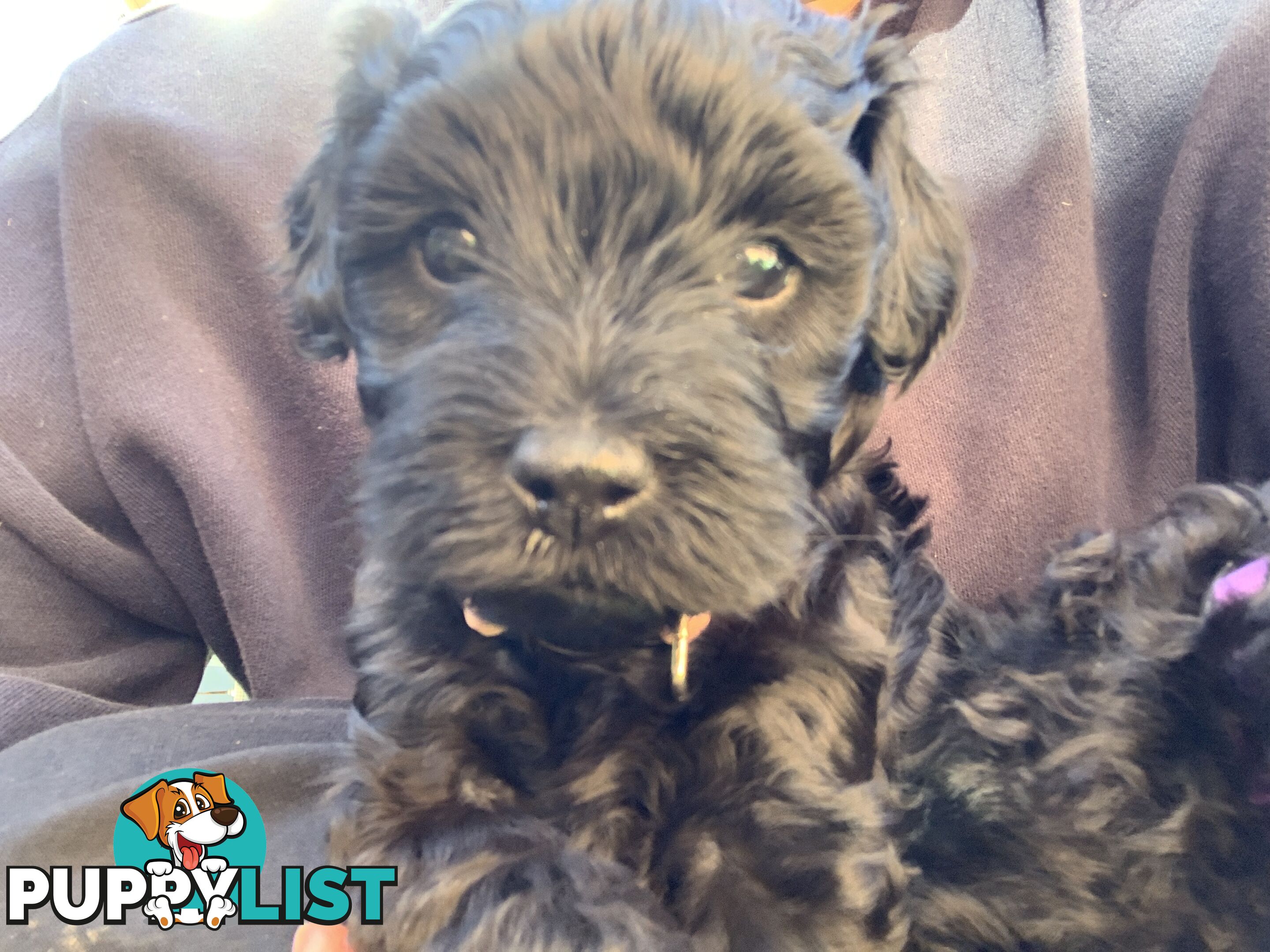 Miniature Schnoodle puppy