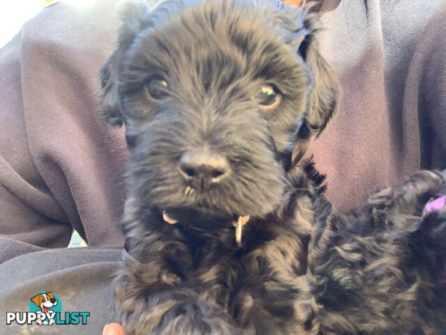 Miniature Schnoodle puppy