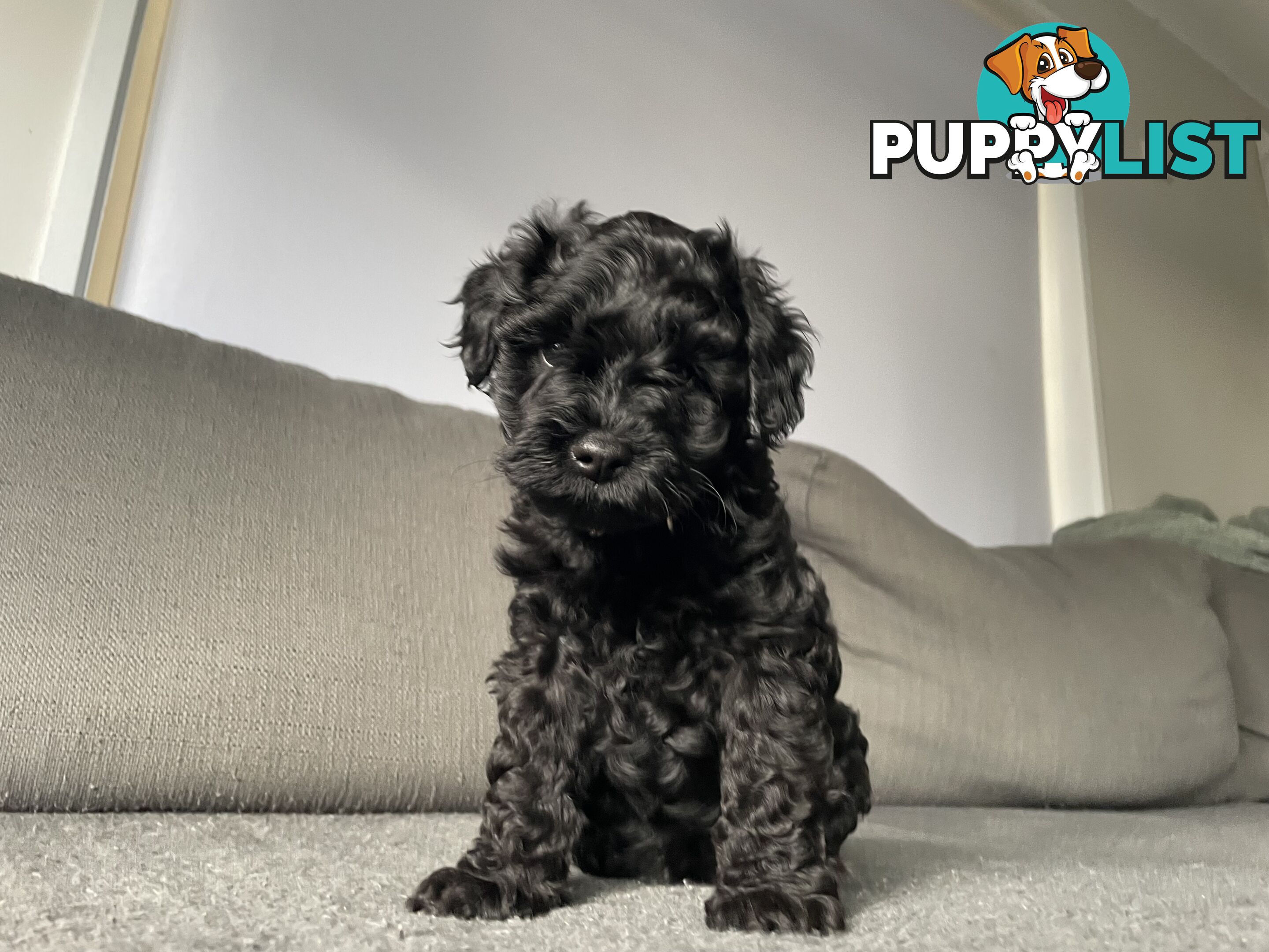 Miniature Schnoodle puppy