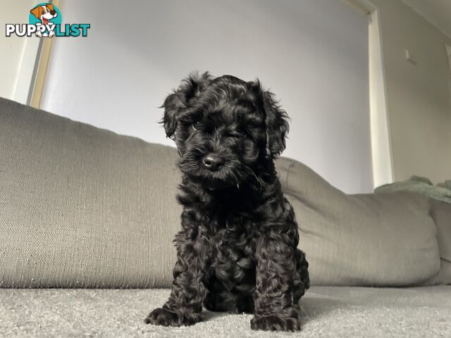 Miniature Schnoodle puppy