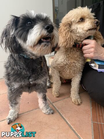 Miniature Schnoodle puppy