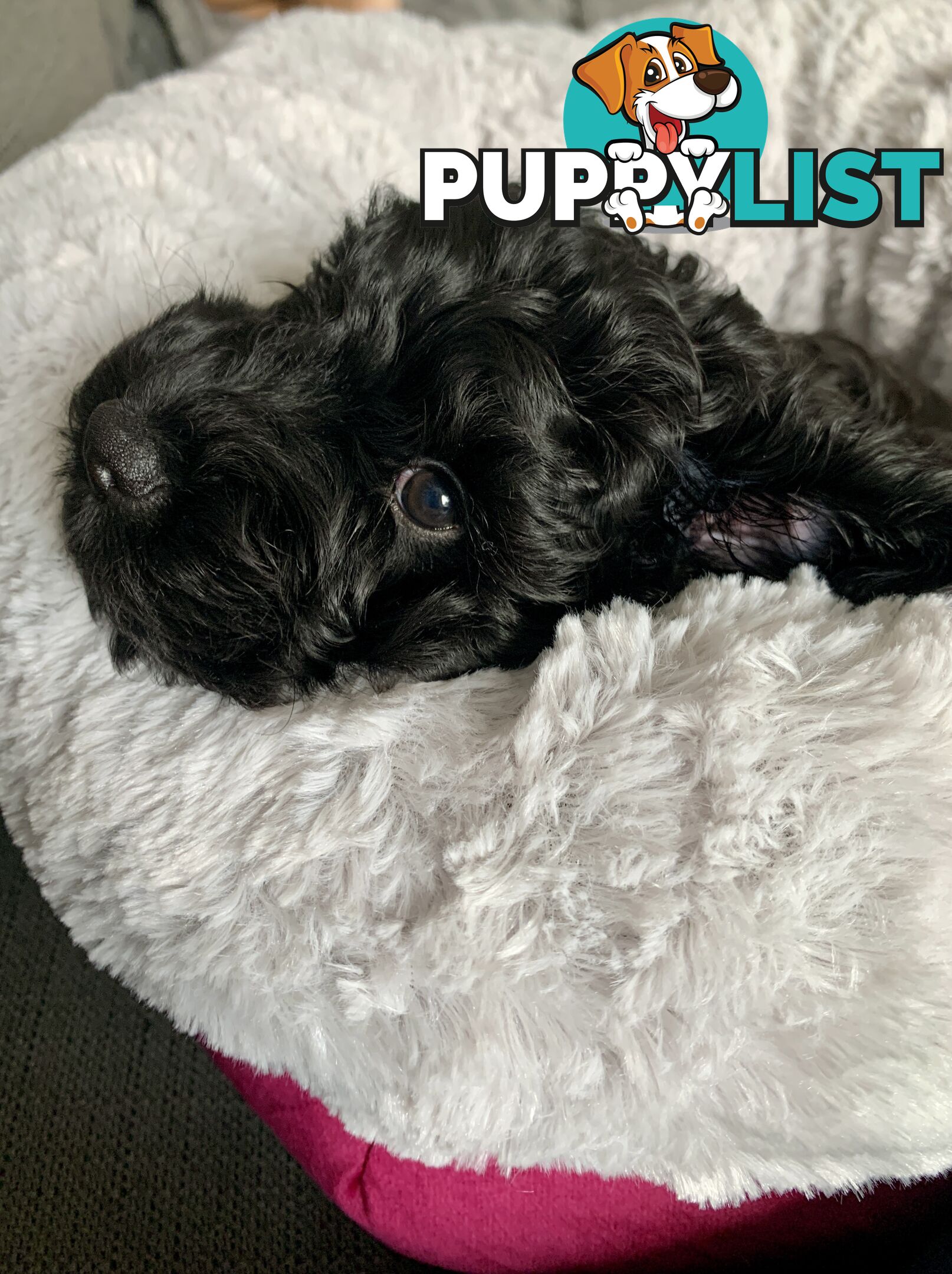 Miniature Schnoodle puppy