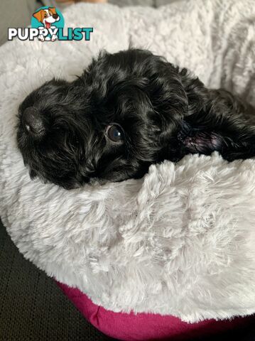 Miniature Schnoodle puppy