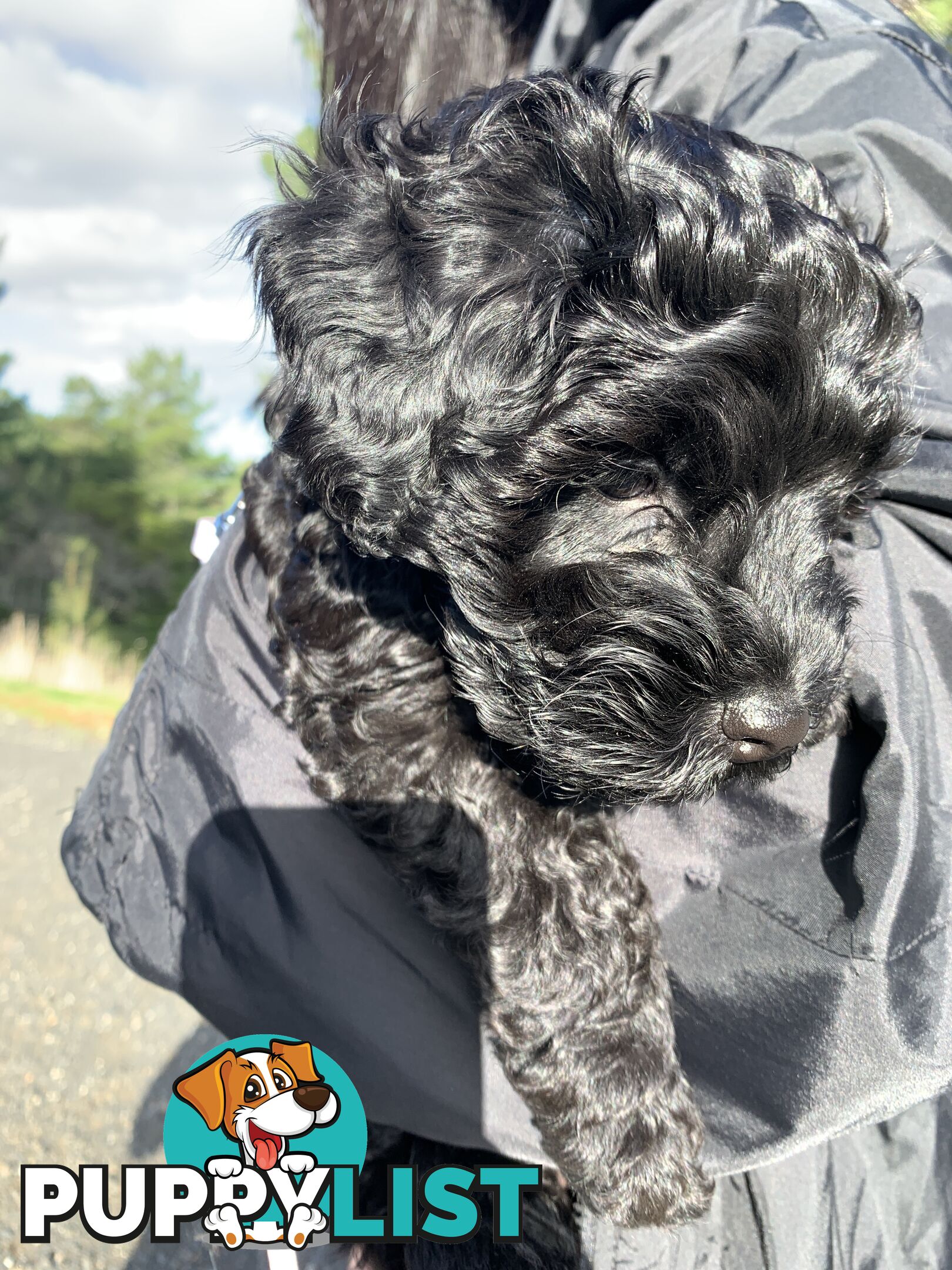 Miniature Schnoodle puppy