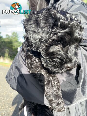 Miniature Schnoodle puppy