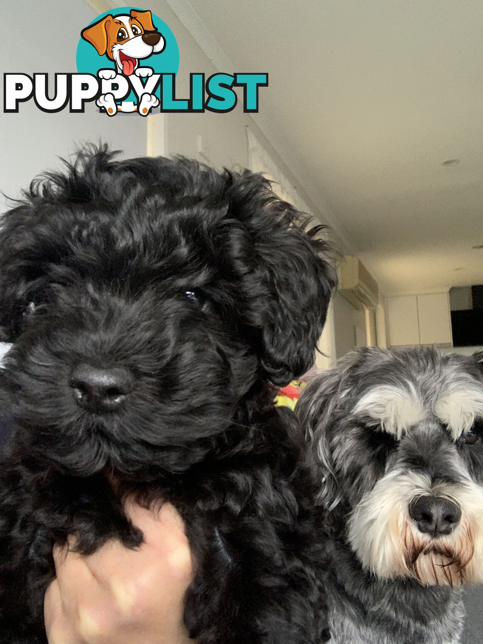 Miniature Schnoodle puppy
