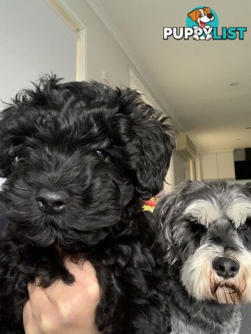 Miniature Schnoodle puppy