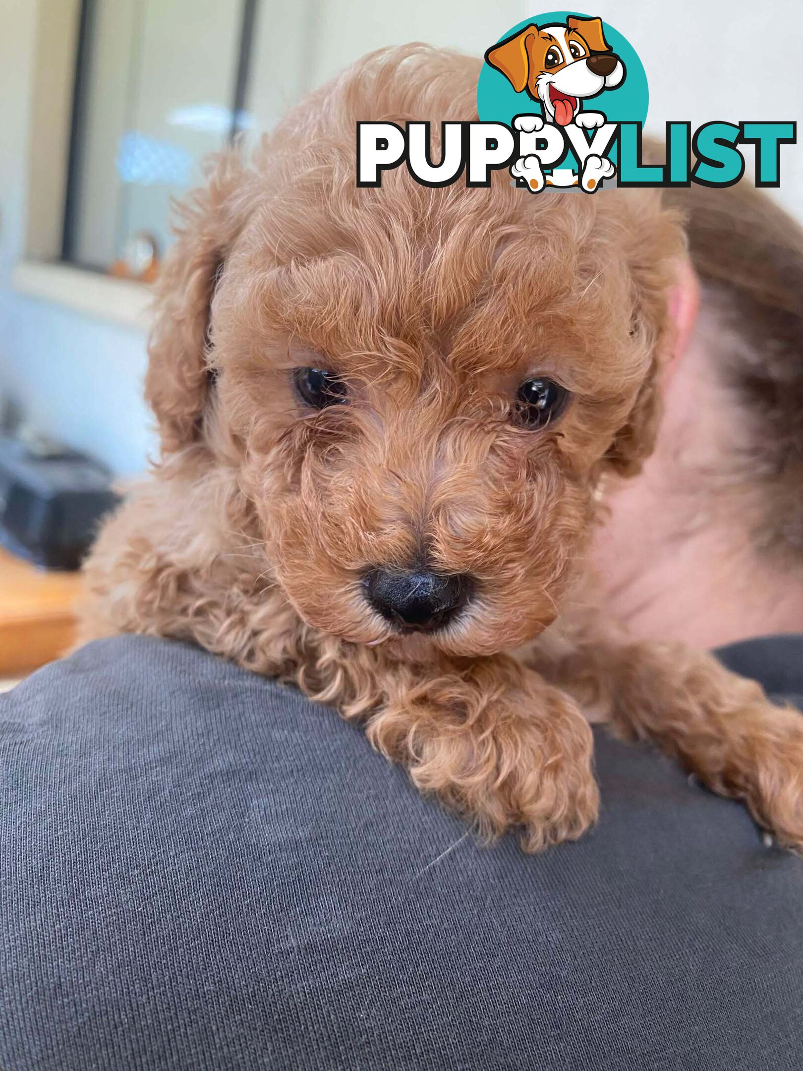 Adorable Cavoodle puppies for sale!