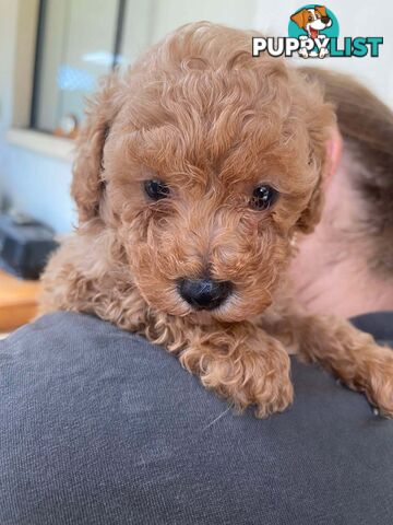 Adorable Cavoodle puppies for sale!