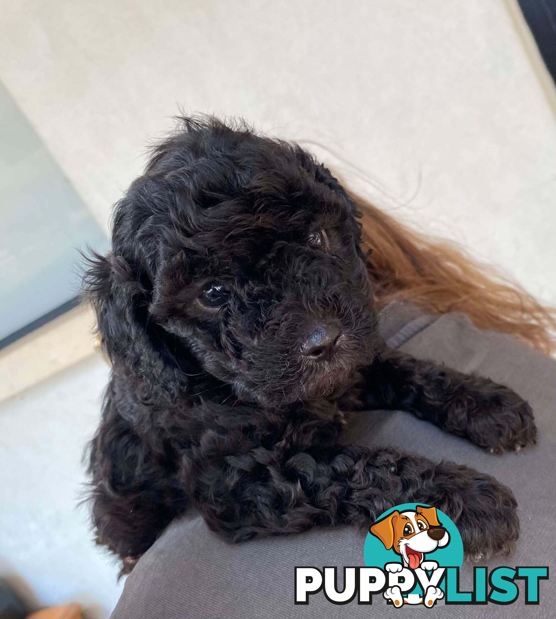 Adorable Cavoodle puppies for sale!