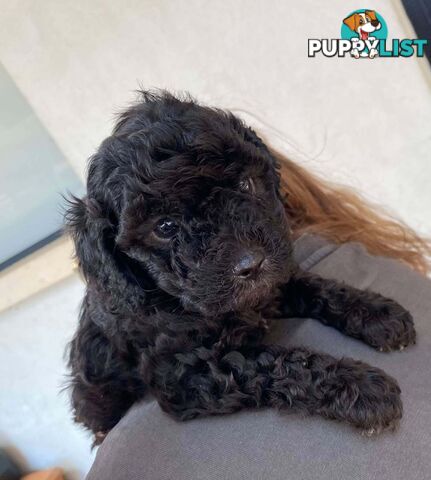 Adorable Cavoodle puppies for sale!