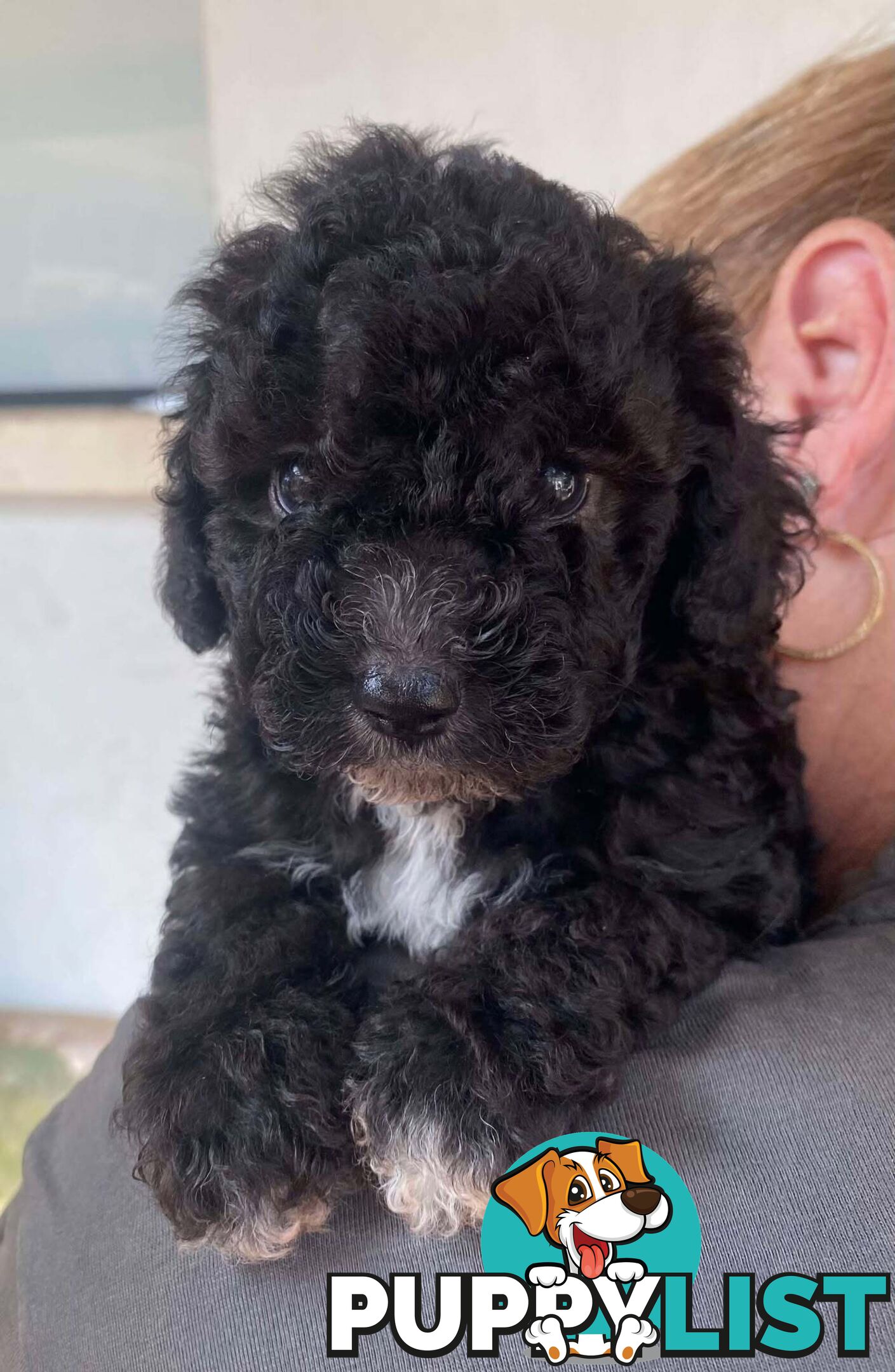 Adorable Cavoodle puppies for sale!