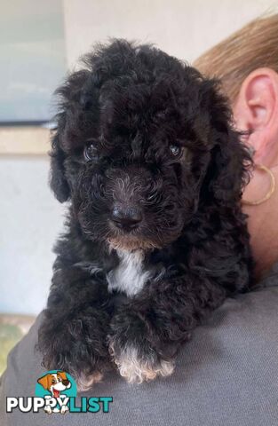 Adorable Cavoodle puppies for sale!