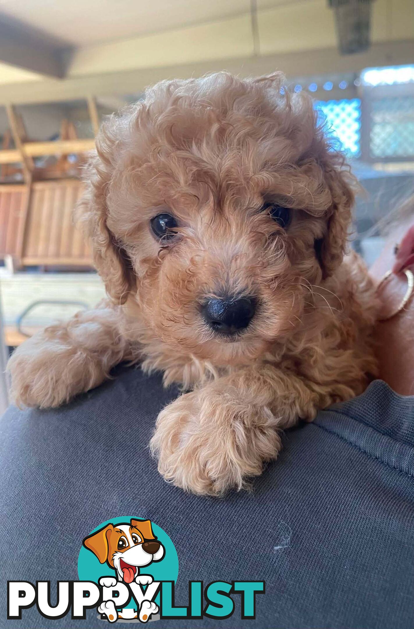 Adorable Cavoodle puppies for sale!