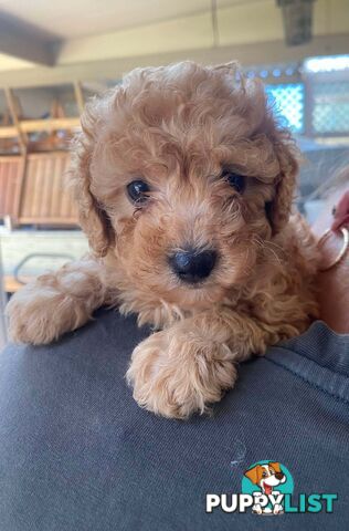 Adorable Cavoodle puppies for sale!