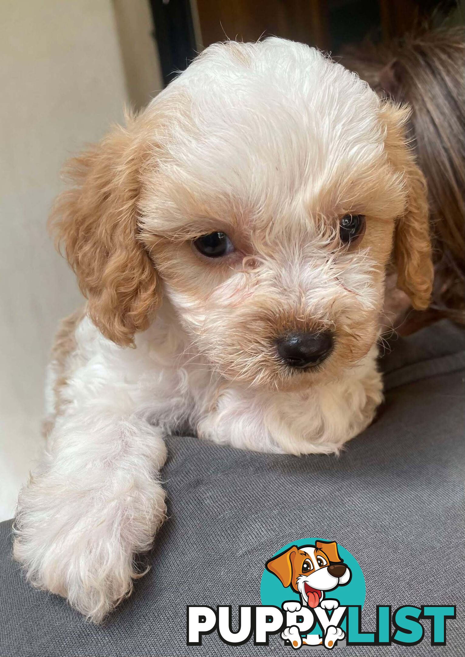 Adorable Cavoodle puppies for sale!