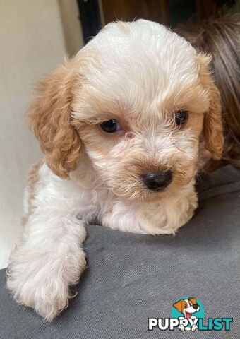 Adorable Cavoodle puppies for sale!