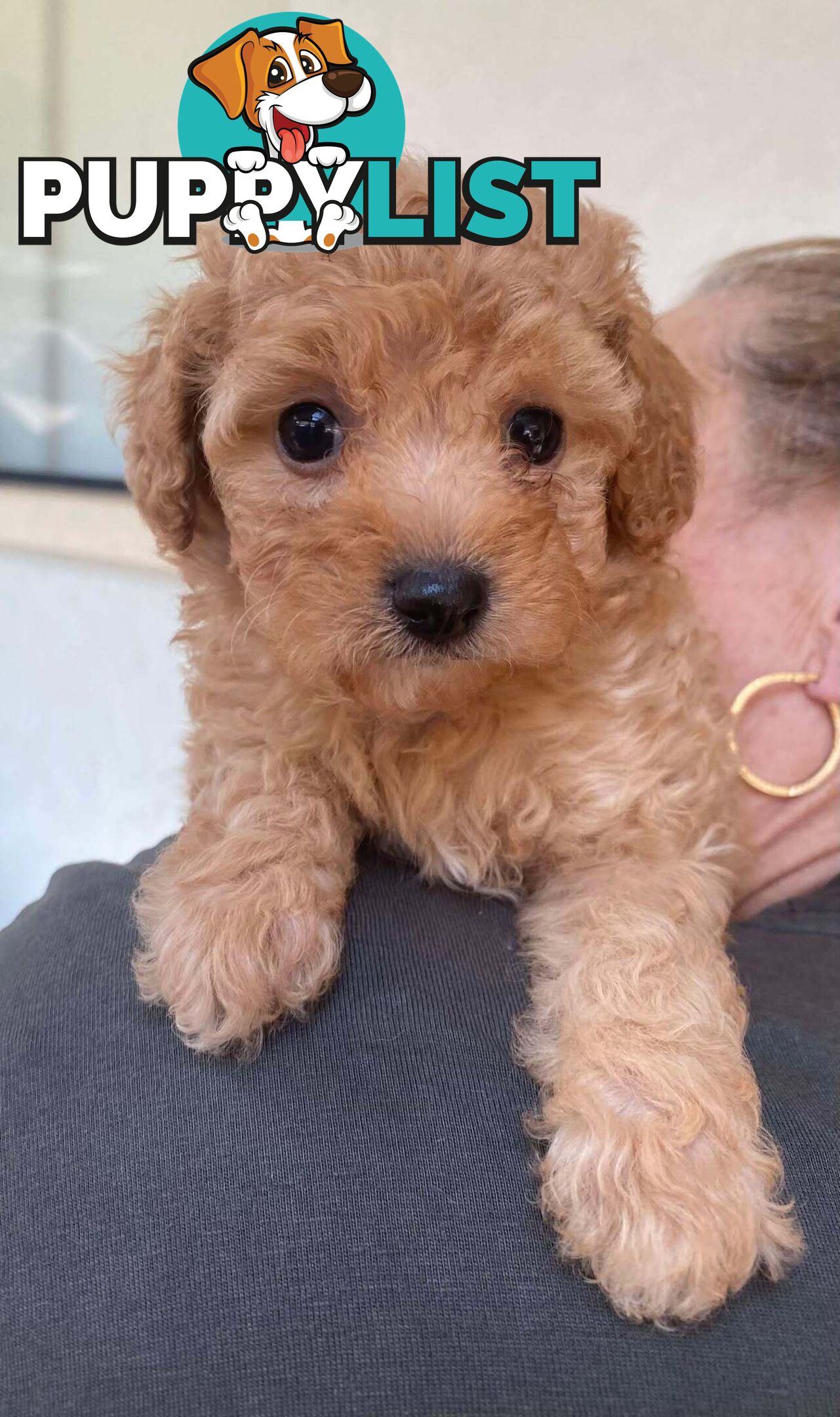 Adorable Cavoodle puppies for sale!