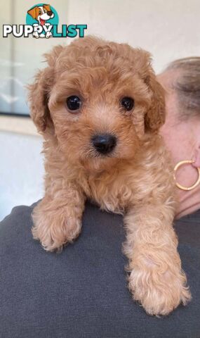 Adorable Cavoodle puppies for sale!