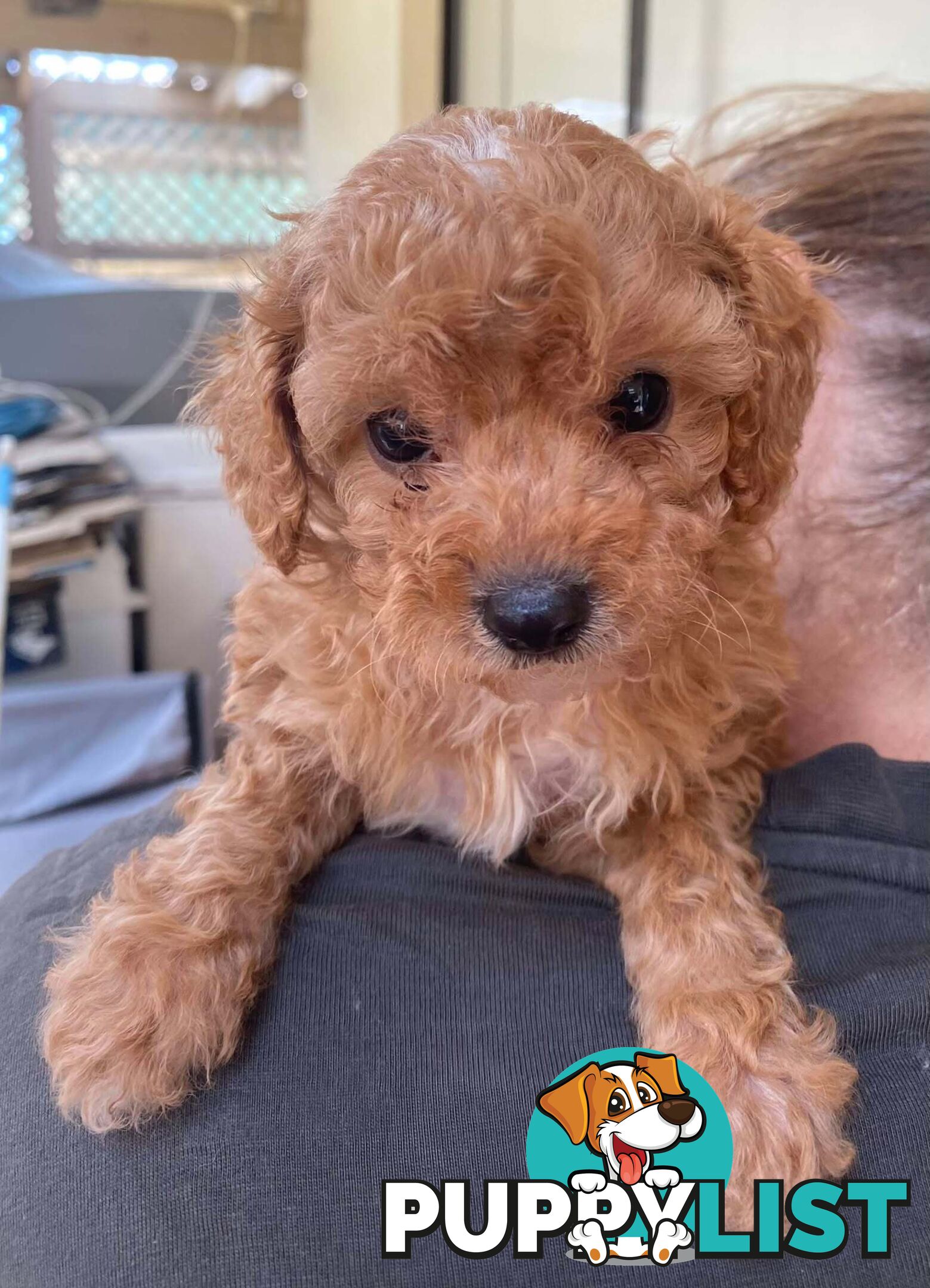 Adorable Cavoodle puppies for sale!