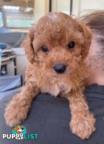 Adorable Cavoodle puppies for sale!