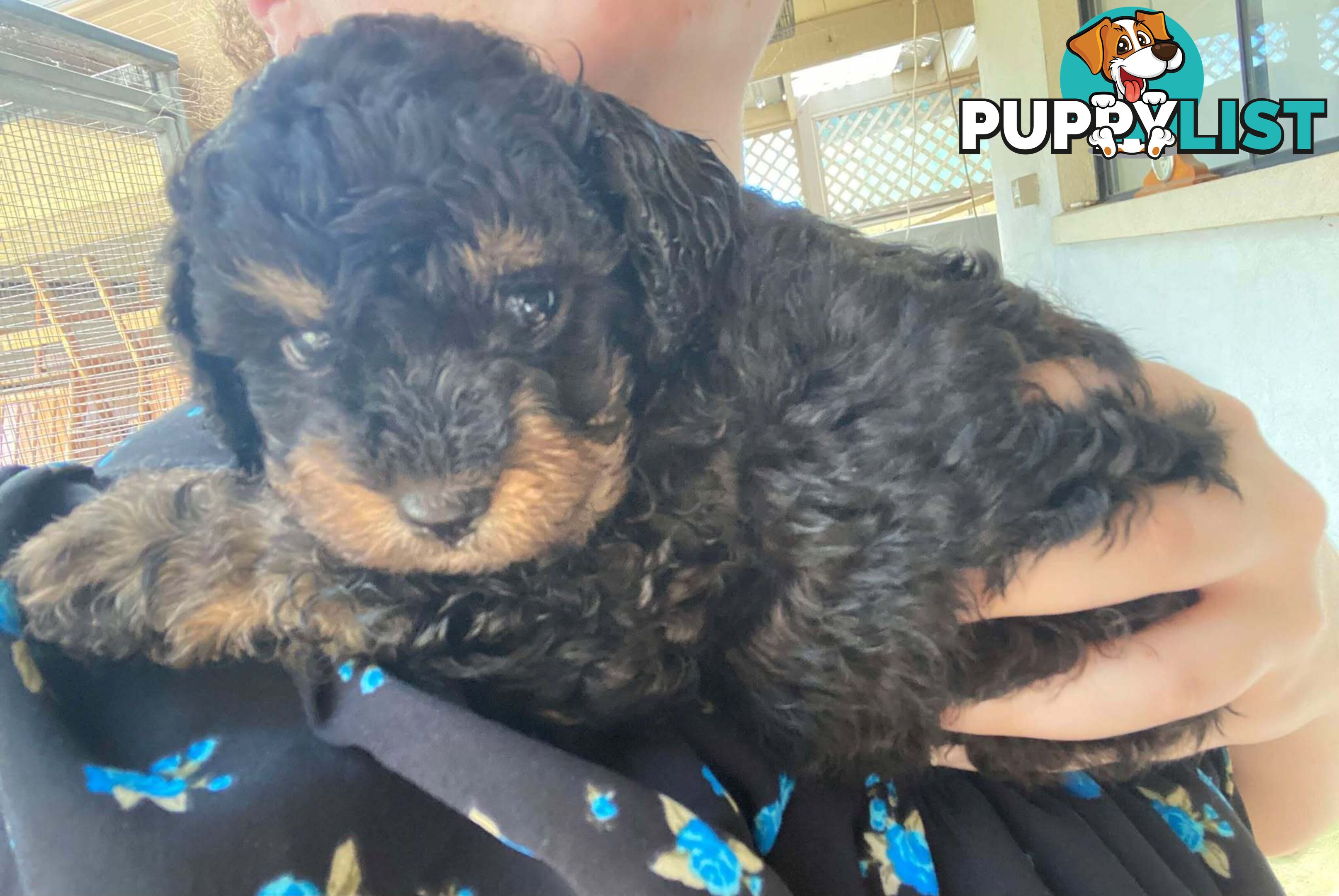 Adorable Cavoodle puppies for sale!