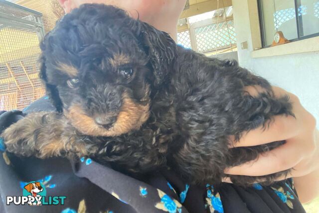 Adorable Cavoodle puppies for sale!