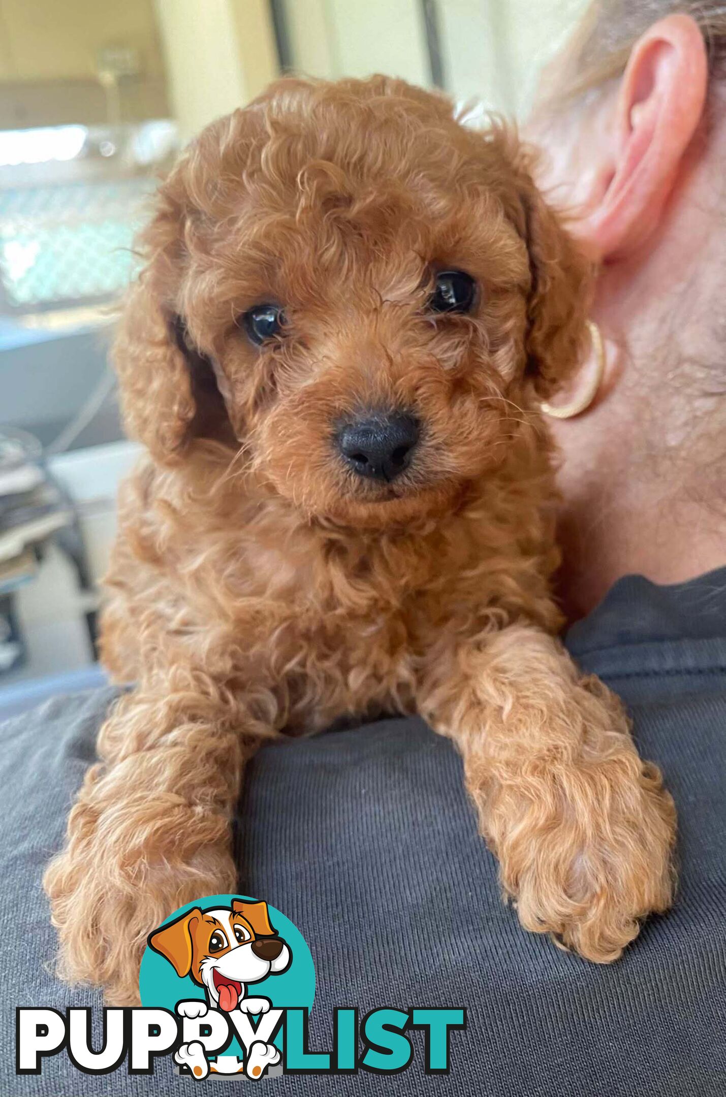 Adorable Cavoodle puppies for sale!