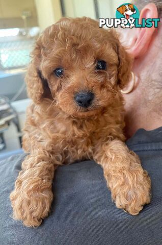 Adorable Cavoodle puppies for sale!