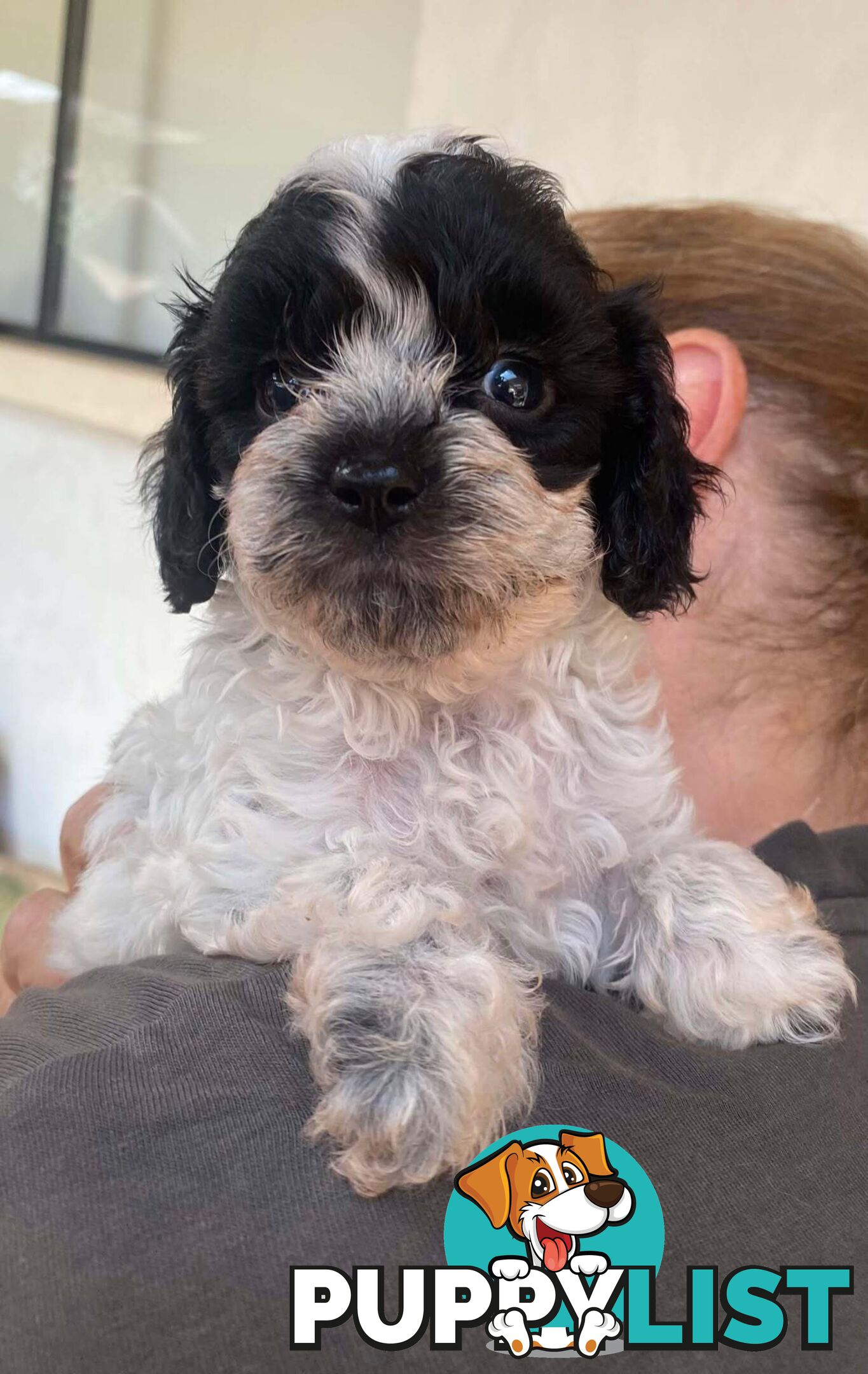 Adorable Cavoodle puppies for sale!