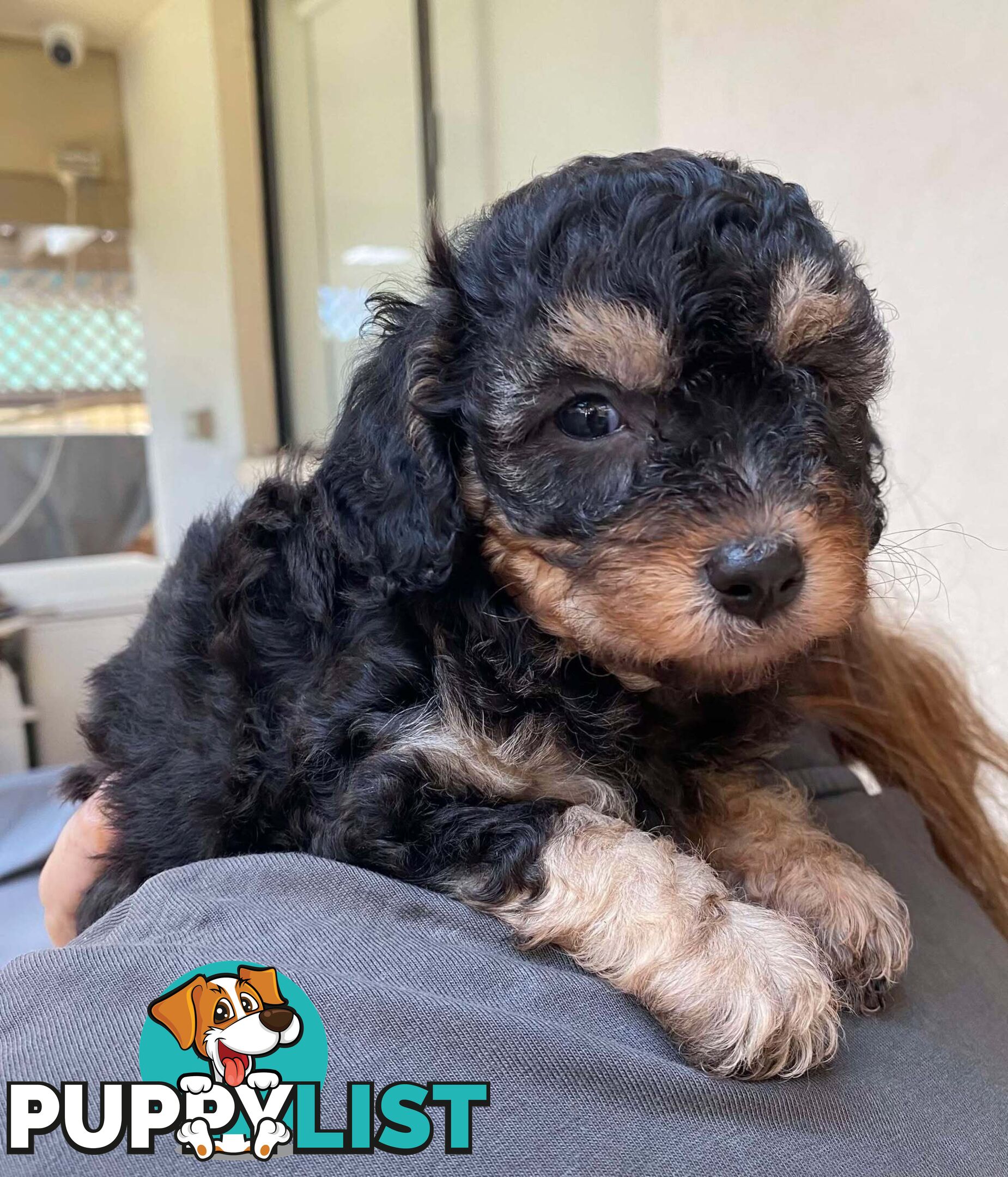 Adorable Cavoodle puppies for sale!